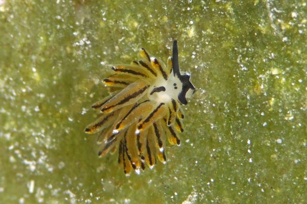 イリオモテモウミウシ