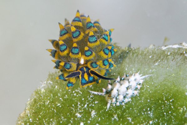 ミナミアオモウミウシ