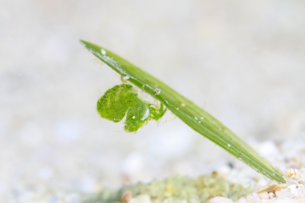 フィコカリス・シムランス