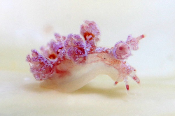 ハンコッキア属の一種