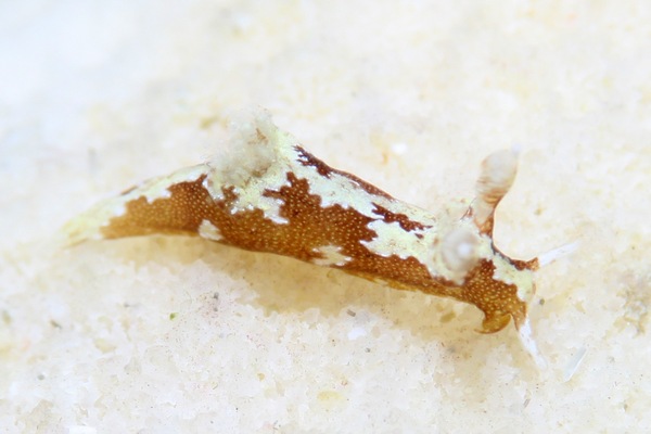 モウサンウミウシ