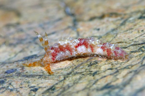 ガヒミノウミウシ