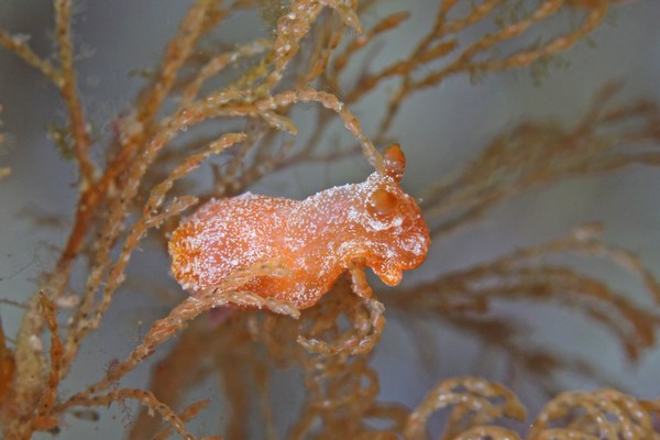 コナフキウミウシ