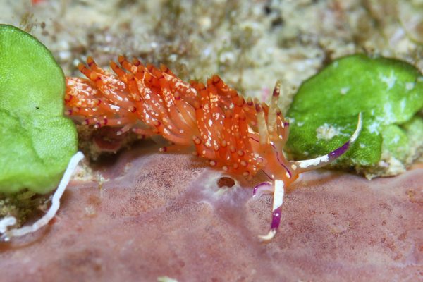 アンヘルミノモドキ