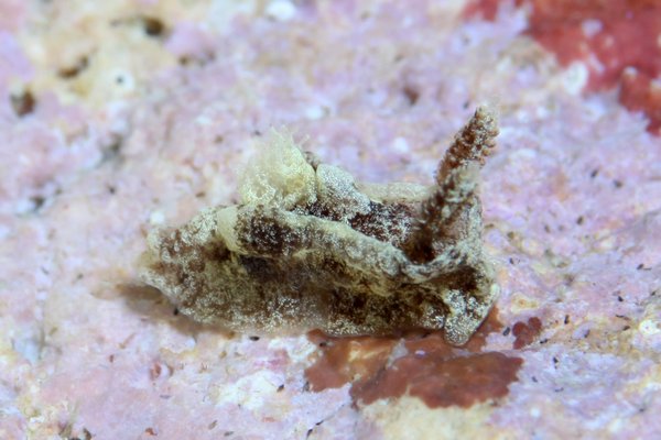 クロネコウミウシ