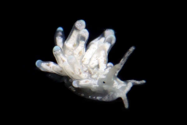 チビミノウミウシ