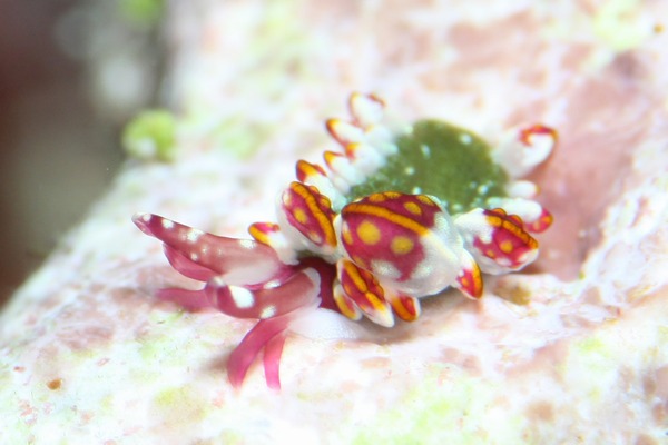 カノコウロコウミウシ