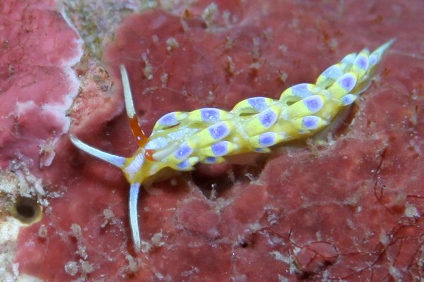 アオセンミノウミウシ