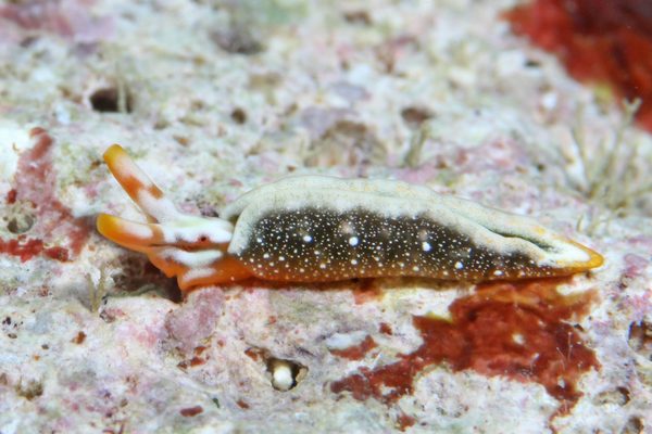 トウアカミドリガイ