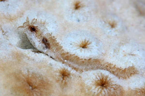 ランソンミノウミウシ