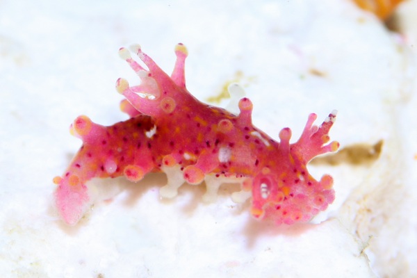 センヒメウミウシ