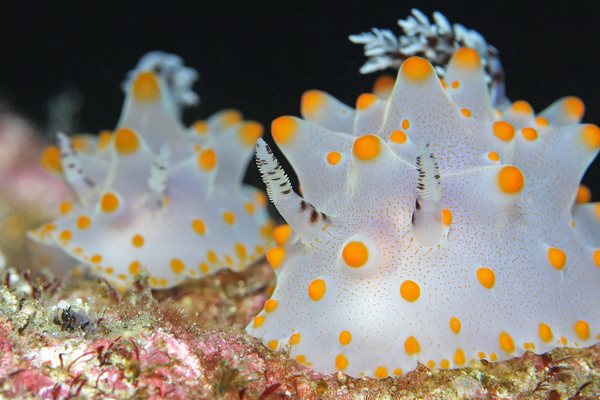 コンペイトウウミウシ