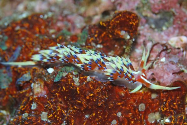 ヒブサミノウミウシ