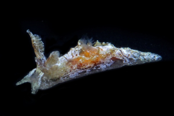 ペラジェラ・アルボプンクタータ