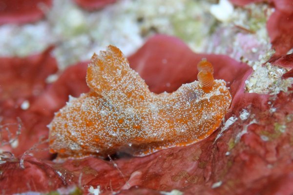 コナフキウミウシ