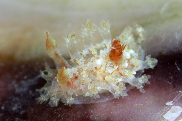 シロエダウミウシ