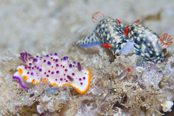 レンゲウミウシ