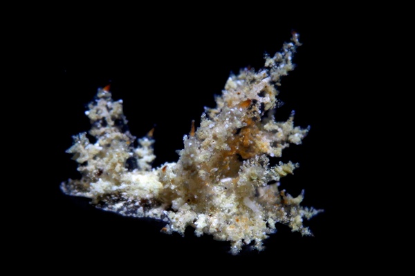 カラジシウミウシ