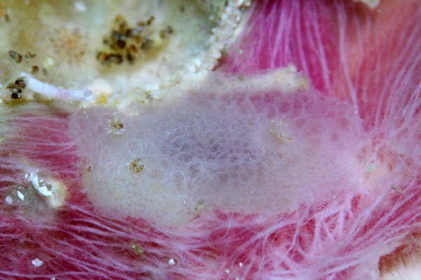 ツヅレウミウシ科の一種