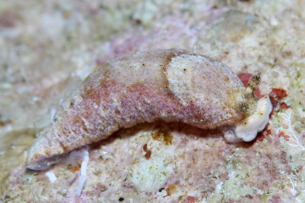 コイボオトメウミウシ