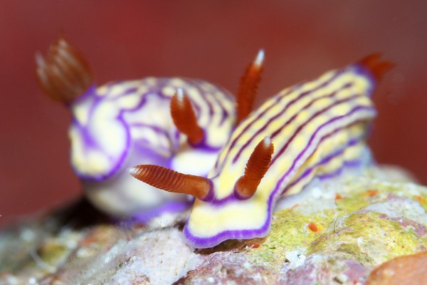 クチナシイロウミウシ