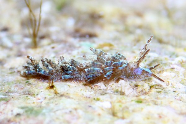 リーフミノウミウシ