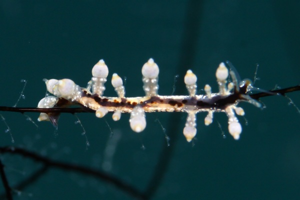 ヤマンバミノウミウシ