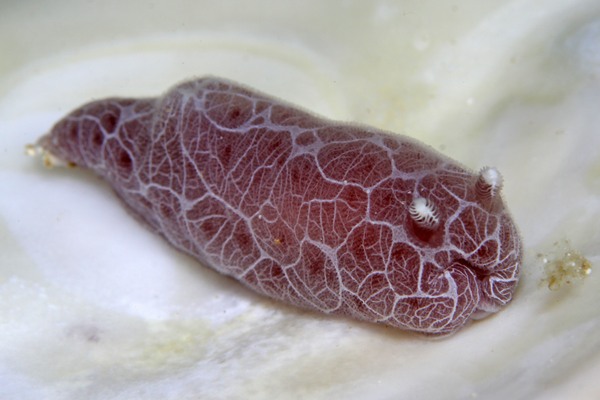 ミナミヒョウモンウミウシ