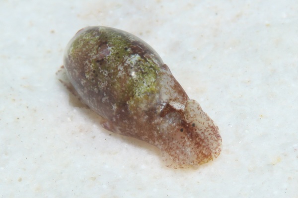 キバカイコガイ