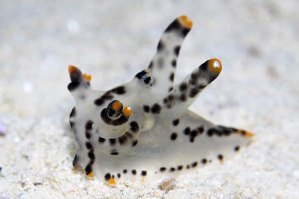 ツノザヤウミウシ