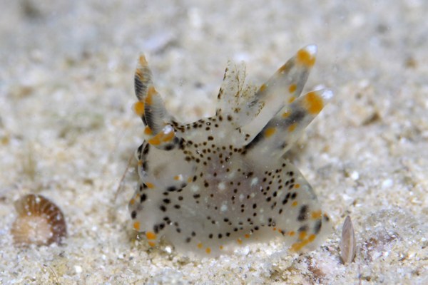 ガヒミズタマウミウシ