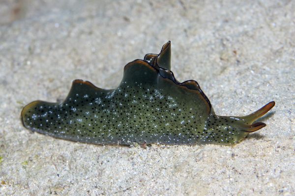 コノハミドリガイ