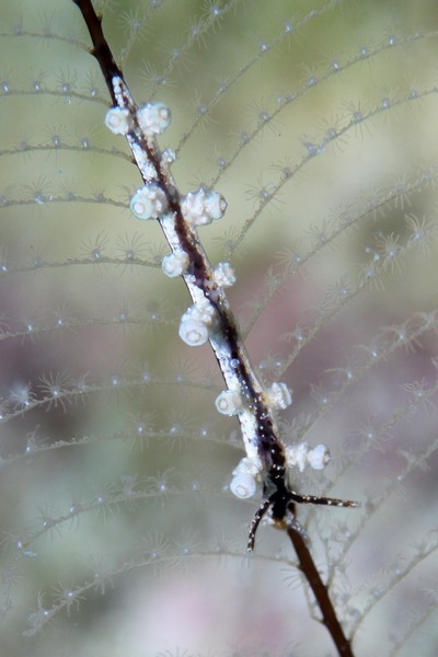 ヤマンバミノウミウシ