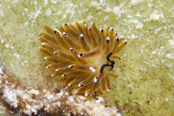 イリオモテモウミウシ