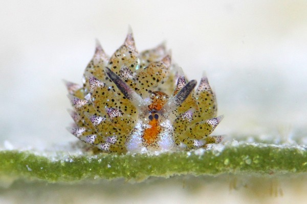 クサイロモウミウシ