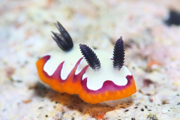 フジナミウミウシ