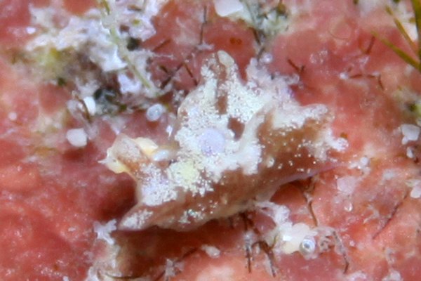 チャイロミドリガイ