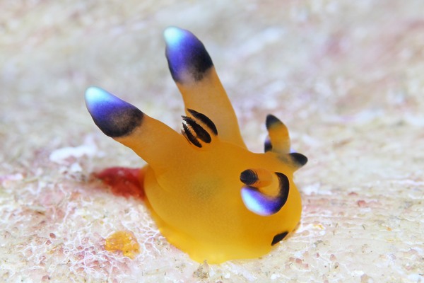 ウデフリツノザヤウミウシ