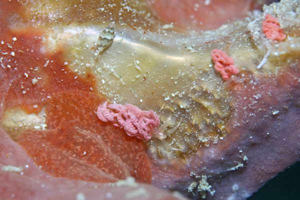 チゴミノウミウシ