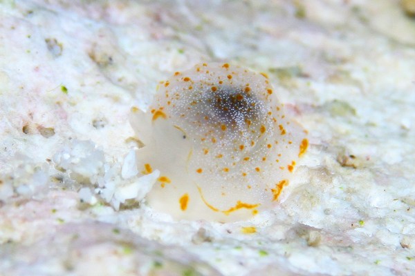 カメノコフシエラガイ