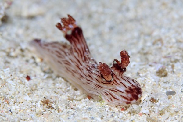 ブッシュドノエルウミウシ