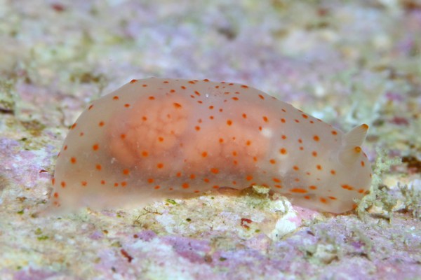 キヌハダウミウシ属の一種