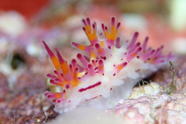 センヒメウミウシ