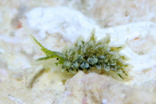 ウスミドリモウミウシ