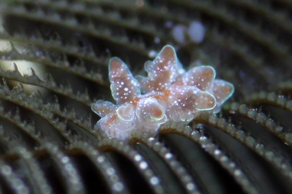 アカオビマツカサウミウシ