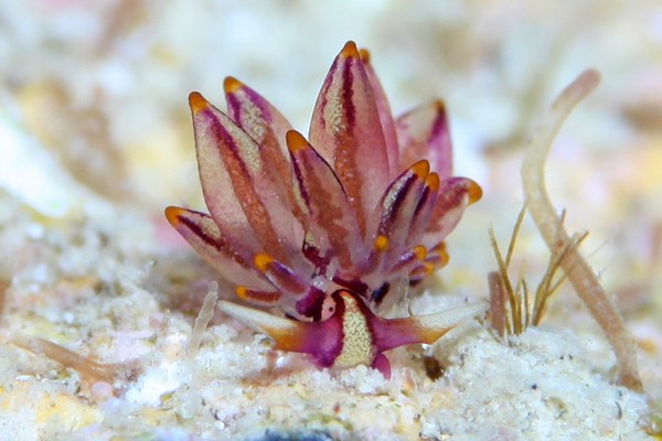 ノトアリモウミウシ