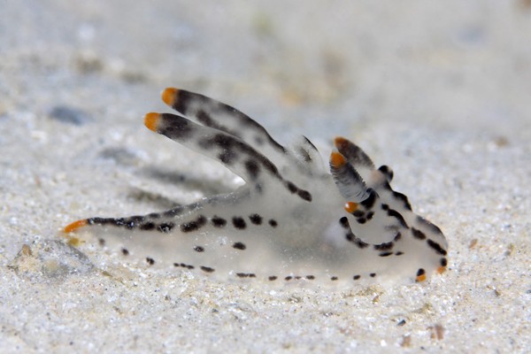 ツノザヤウミウシ