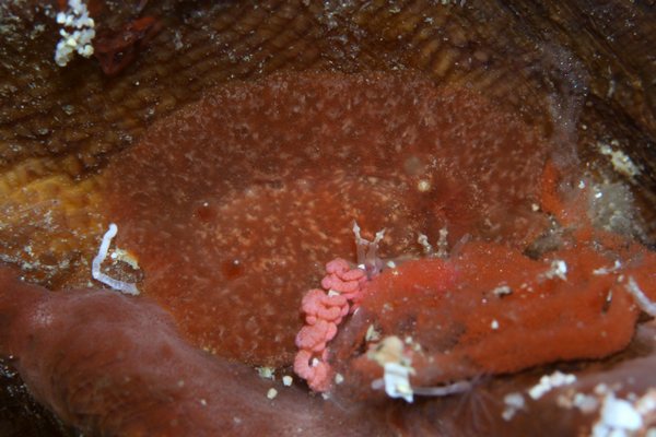 カザンウミウシ属の一種