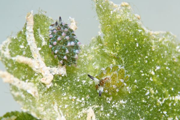 クサイロモウミウシ