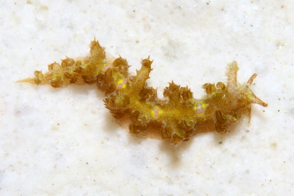 トゲミノウミウシ